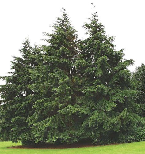 Canadian Hemlock Tsuga canadensis Description & Overview Gracefully pyramidal in youth, Canadian Hemlock becomes pendulously pyramidal and open with age. Light yellow-green spring growth changes to a lustrous dark green, with small graceful cones held on the branches. Cooler, moister sites are best for this tree. May also be known […]