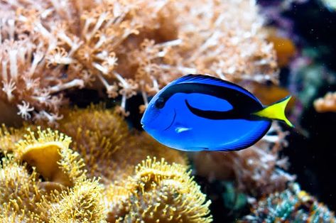 Tang Fish, Blue Tang, Marine Tank, Finding Nemo, Ocean Life, Sea Animals, Crafts To Do, Fish Pet, Fish