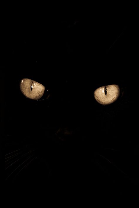 Black Kitties, Kuroo Tetsurou, Cat Eyes, Here Kitty Kitty, Edgar Allan, Love Black, Kitty Kitty, Crazy Cat, Black Cats