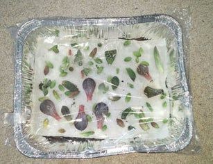 How to QUICKLY Root/Propagate Succulents From Leaves: 8 Steps (with Pictures) Propagate Succulents From Leaves, Propagate Succulents, Patio Floor, Succulent Garden Diy, Propagating Succulents, Growing Succulents, Succulent Gardening, Succulents In Containers, Succulent Care