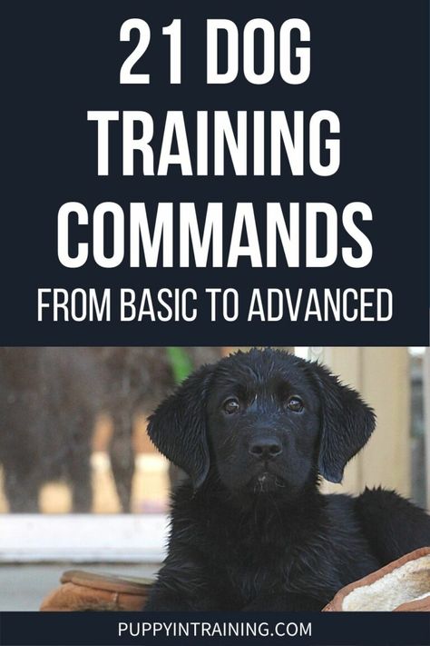 Dog Training Commands, Dog Commands Training, Labrador Training, Dog Commands, Dog Behavior Training, Service Dog Training, Dog Behavior Problems, Dog Training Advice, Dog Brain