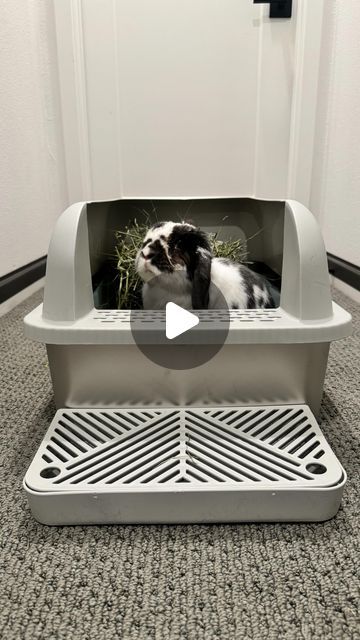 Rabbit Litter Box Ideas Diy, Rabbit Indoor House Ideas, Rabbit Litter Box Ideas, Bunny Litter Box Ideas, Indoor Rabbit Setup, Miniature Lop Bunny, Bunny Litter Box, Bunny Toys House Rabbit, Rabbit Litter