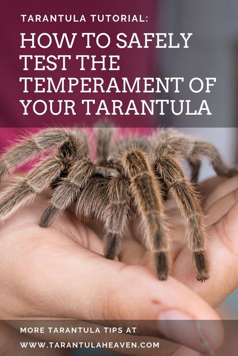 Tarantula Care Guide, Pink Toe Tarantula Enclosure, Arboreal Tarantula Enclosure, Tarantula Aesthetic, Tarantula Enclosure Ideas, Tarantula Pet, Tarantula Habitat, Tarantula Enclosure, Funny Animal Pics