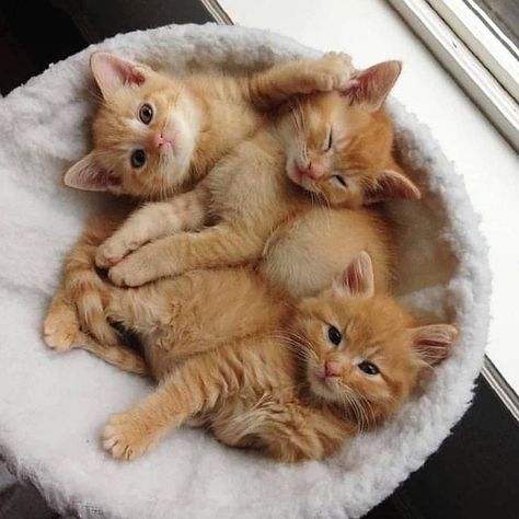 Kitten Cuddle, Cat Furniture Design, Orange Kittens, Cat Cuddle, Söt Katt, Gorgeous Cats, Orange Cats, Kittens And Puppies