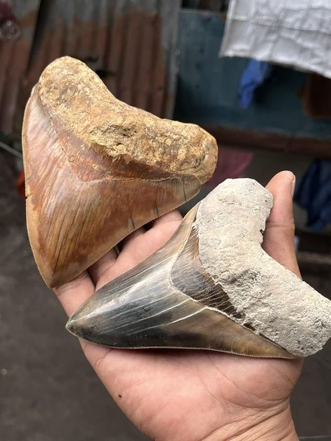 Fans of DEEP BLUE and GREAT WHITE SHARKS | Megalodon tooth fossil | Facebook Sharks Megalodon, Megalodon Tooth, White Sharks, Great White Shark, Great White, Shark Teeth, Sharks, Deep Blue, Fossil