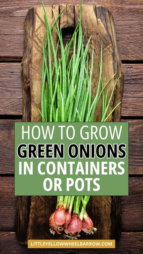 How to grow green onions in a container or pots. If you plan to do some container gardening this spring and summer, here are our best tips for growing green onions from seed. Growing green onions in containers is an easy way to always have fresh green onions on hand. We also offer the best tips for regrowing green onions in water and more. This is the best growth tips for green onions for beginners or avid gardeners. Making growing veggies and green onions simple and easy! How To Grow Green Onions, Green Onions In Water, Onions In Containers, Regrow Veggies, Growing Green Onions, Onions From Seed, Grow Green Onions, Regrow Green Onions, Veggie Garden Layout