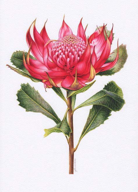 Waratah Botanical Illustration ~ Australian Geographic Magazine Issue 130-0 Waratah Flower, Protea Art, Australian Wildflowers, Australian Flowers, Australian Native Flowers, Australian Native Plants, Home Decoration Ideas, Plant Drawing, Botanical Painting