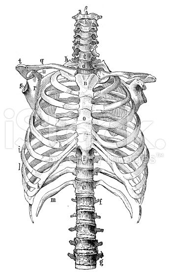 Human Rib Cage, Skeleton Anatomy, Pop Pilates, Skeleton Drawings, Human Skeleton, Human Anatomy Art, Anatomy Sketches, Pilates Instructor, Skeleton Art