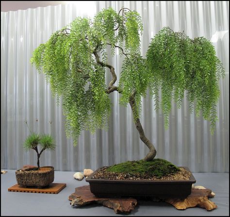 Weeping Willow Bonsai Tree Weeping Willow Bonsai, Willow Bonsai, Bonsai For Beginners, Flowering Bonsai Tree, Ficus Bonsai, Bonsai Tree Types, Bonsai Tree Care, Indoor Bonsai Tree, Bonsai Soil