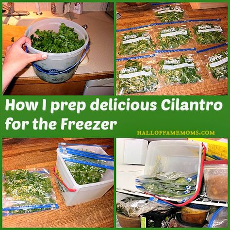 how to prepare and freeze cilantro How To Save Cilantro, Cilantro Ideas, Freeze Cilantro, Freeze Herbs, How To Grow Cilantro, Freezing Cilantro, Grow Mango, Grow Cilantro, Vegetarian Freezer Meals