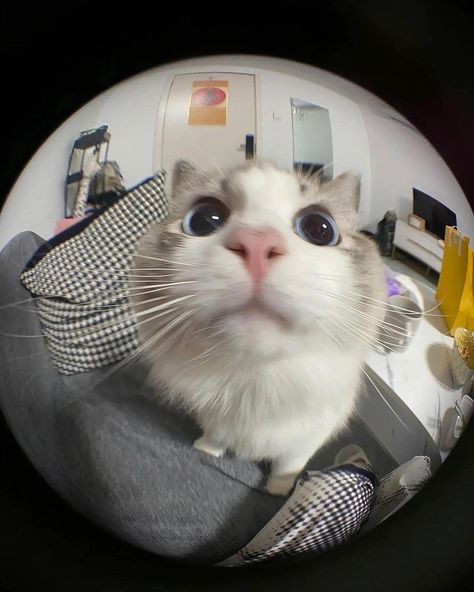 Katt Grejer, Muka Lelaki, Funny Looking Cats, Fisheye Lens, Cat Profile, Cat Pfp, Silly Cats Pictures, Cute Cats Photos, Cat Icon