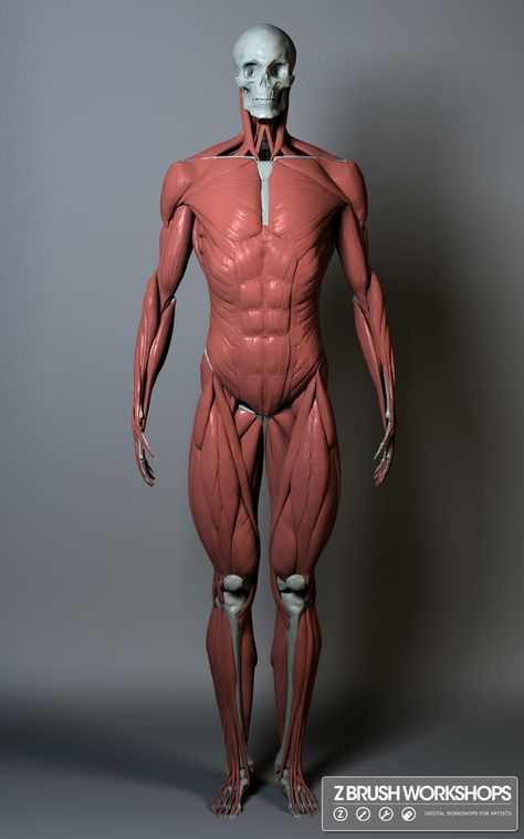 Human Muscle Anatomy, Human Anatomy Reference, 3d Anatomy, Man Anatomy, Life Drawing Reference, Anatomy Models, Anatomy Tutorial, Muscle Anatomy, Human Drawing