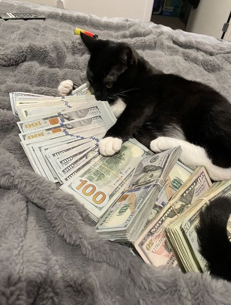 Rich Cat, Black Cat Aesthetic, Money Cat, Cat Profile, Silly Cats Pictures, Cute Cats Photos, Cat Icon, Silly Animals, Funny Cat Pictures