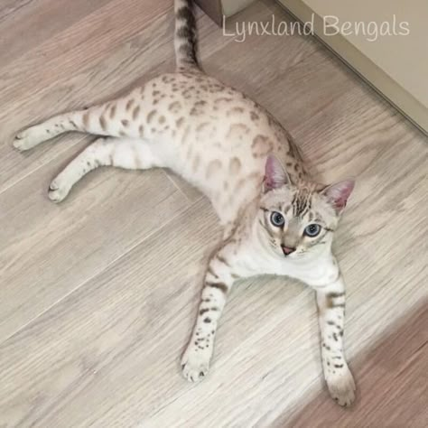 Silver Bengal Cat, White Bengal Cat, Bengal Cat Kitten, Silver Bengal, Puppy Fever, Egyptian Mau, Studio Apt, Bengal Cats, Cat Reference