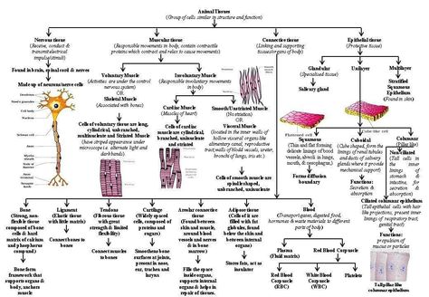 Animal Tissue Biology Notes, Tissue Biology Notes, Digestive System Worksheet, Animal Tissue, Tissue Biology, Brain Diagram, Tissue Types, Fun Educational Activities, Map Activities