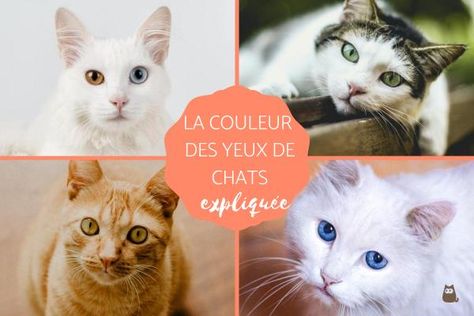 De quelles couleurs sont les yeux de votre chat ? Découvrez pourquoi les yeux des chatons changent de couleur ainsi que pourquoi chaque chat a une couleur d'yeux.. Bleu Cat, White Cat And Blue Eyes, Cat With Blue And Green Eyes, Chrysoberyl Cats Eye Jewelry, Animals