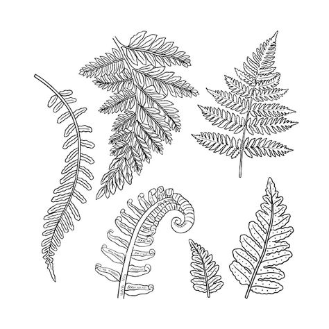 Free vector hand drawn fern outline illu... | Free Vector #Freepik #freevector #outline #line-art #minimal-illustration #hand-drawn-illustration Fern Pen Drawing, Fern Illustration Simple, Fern Line Art, Fern Outline Tattoo, Fern Line Drawing, Fern Outline, Fern Sketch, Fern Logo, Fern Drawing