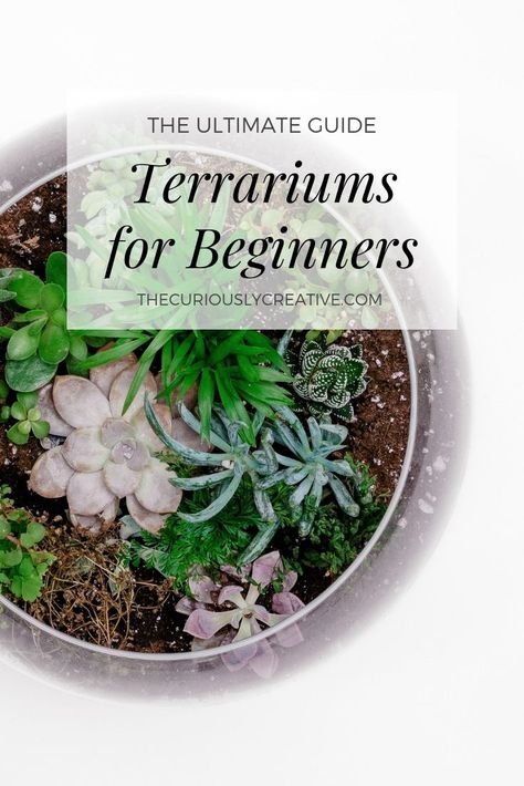 The Ultimate Guide to Making a Terrarium for Beginners - The Curiously Creative Terrarium For Beginners, Making A Terrarium, Closed Terrarium Plants, Build A Terrarium, Open Terrariums, Diy Succulent Terrarium, Succulent Bowls, Terrarium Bowls, Mini Terrarium