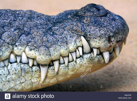 Download this stock image: Nile crocodile (Crocodylus niloticus), tip of the mouth with the rows of sharp teeth - EBJPX9 from Alamy's library of millions of high resolution stock photos, illustrations and vectors. Crocodile Mouth, Crocodile Teeth, Alligators Art, Nile Crocodile, Different Types Of Animals, Animal Teeth, Animal Study, Watercolor Paintings Easy, Sharp Teeth