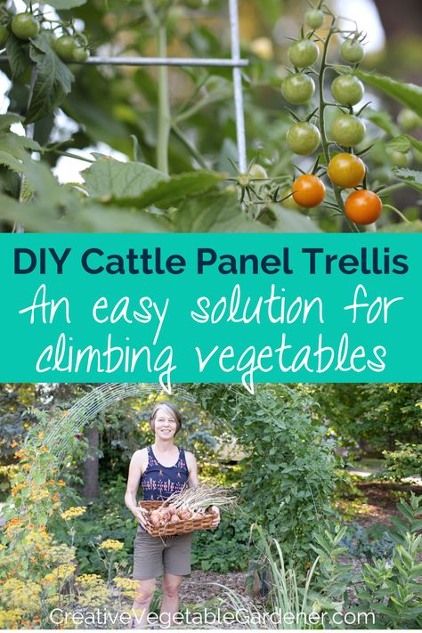 Tomatillo Plant, Cattle Panel Trellis, Panel Trellis, Vegetable Trellis, Tomato Trellis, Garden Arch Trellis, Cattle Panels, Arch Trellis, Vegetable Garden Tips