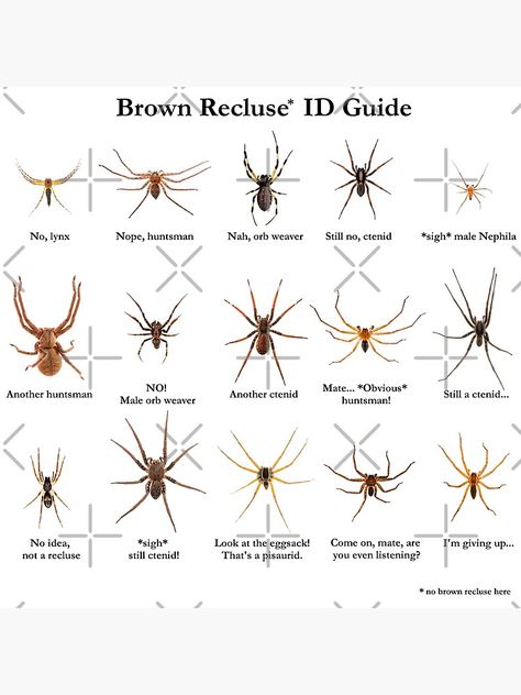 Because we ALL have a friend who came to us with a blurry photo and asked “Hey, is that a brown recluse?” / Here’s a way to remind people around you that not every brownish spider is a medically-significant brown recluse. / Note: there’s not a single recluse on this image, not even close. • Also buy this artwork on wall prints, apparel, stickers, and more. Spider Identification Chart, Spider Identification, Recluse Spider, Brown Recluse Spider, Spider Species, Get Rid Of Spiders, Brown Recluse, Survival Skills Life Hacks, Info Board