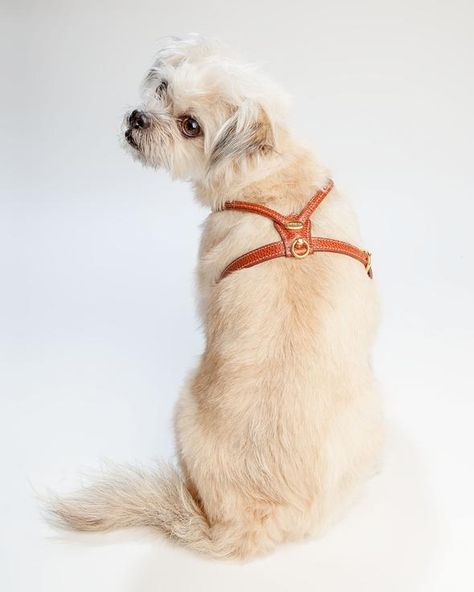 HARNESSES | DOG & CO. Leather Dog Harness, Cat Harness, Animal Nutrition, Leather Harness, Service Dogs, Pet Products, Dog Harness, Yorkshire Terrier, Shih Tzu