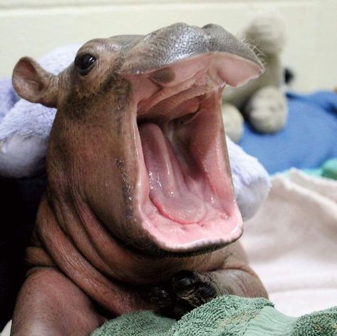 58 Great Pics and Funny Memes to Amuse and Entertain - Funny Gallery Hippo Cake, Aesthetic Happiness, Baby Hippopotamus, Fiona The Hippo, Cute Hippo, Cute Animal Pics, Hippopotamus, Animal Pics, Little Animals