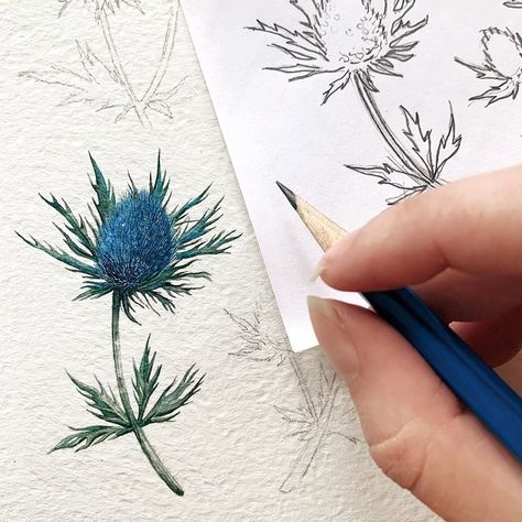 Ian Fennelly, Thistle Tattoo, Flower Borders, Plant Study, Sea Holly, Flower Art Drawing, Blue Devil, Watercolor Paintings Tutorials, Drawing For Beginners