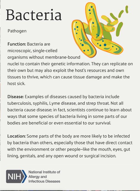 Bacteria Notes Aesthetic, Bacteria Notes, Gcse Science Revision, Bio Project, Biology Drawing, Laboratory Scientist, Science Revision, Infographic Examples, Stain Techniques