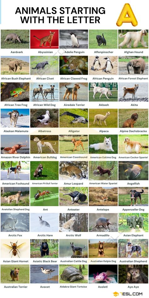 American Coonhound, African Civet, Animal Knowledge, Australian Kelpie Dog, Animals Name In English, Animal Infographic, African Forest Elephant, African Bush Elephant, Alphabet Animals