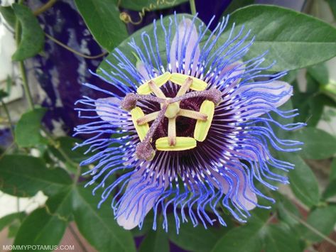 5 Benefits of Passionflower & How To Use It Passionflower Recipes, Passionflower Benefits Herbs, Passionflower Tincture, Passion Flower Benefits, Medicinal Gardening, Passion Fruit Plant, Passion Flower Tea, Drying Fresh Herbs, Blue Passion Flower