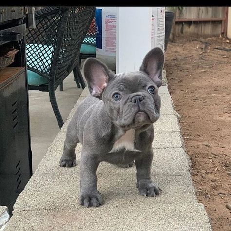 Blue Brindle French Bulldog, Big Dogs Breeds, Brindle French Bulldog, Biggest Dog In The World, Grey French Bulldog, Merle French Bulldog, French Dog, French Bulldog Breed, Biggest Dog