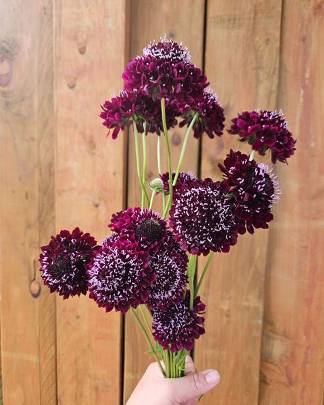 Black Knight Scabiosa These beauties are pumping out the blooms this week! #scabiosa #blackknightscabiosa #flowerfarming #flowerfarm ##cutflowers #oregoncutflowerfarm #florals #purple #burgundy #darkflowers #wholesaleflowers #newberg #navettafarmandfloral #pnw #pnwcutflowergrowers Scoop Scabiosa, Scabiosa Flower, Newberg Oregon, Cut Flower Farm, Purple Burgundy, Dark Flowers, Black Knight, Blackest Knight, Wholesale Flowers