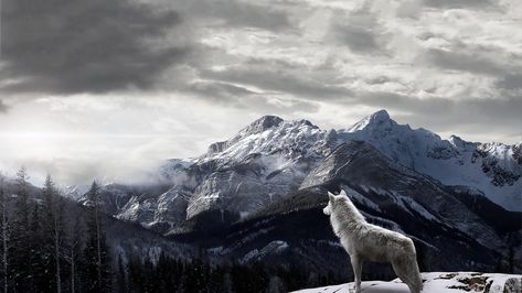 #wolf #mountains #mountain #wolfes #trees #snow #nature #1080P #wallpaper #hdwallpaper #desktop Background Wolf, Wolf Background, Background Desktop, White Wolf, Desktop Wallpaper, Wallpapers, White