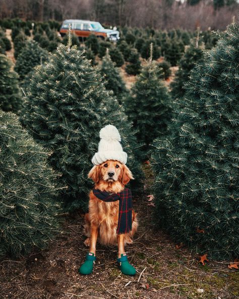 Dog Christmas Pictures, Christmas Tree Photography, Listen To Christmas Music, Christmas Card Pictures, Photography Friends, Classy Girls Wear Pearls, Photos With Dog, Dog Christmas Card, Dog Photoshoot