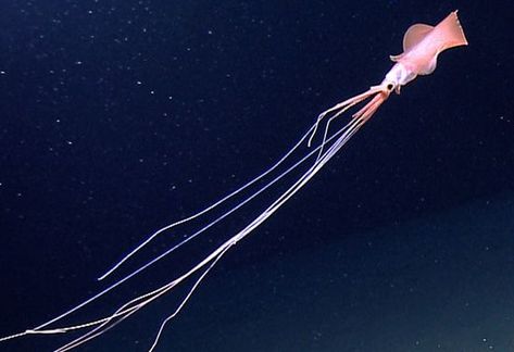 Bigfin squid can be described as rarely seen cephalopods with a distinctive morphological structure. They are classed in the genus Magnapinna and the family of Magnapinnidae. It happens to be among a group of animals known only from larval, paralarvae, and juvenile specimens. Without any specimen for the sample, there is no way to confirm if they belong to the same genus. Long Armed Squid, Deep Sea Gigantism, Big Fin Squid, Magnapinna Squid, Bigfin Squid, Deep Sea Squid, Ocean Monsters, Deep Sea Life, Unique Creatures