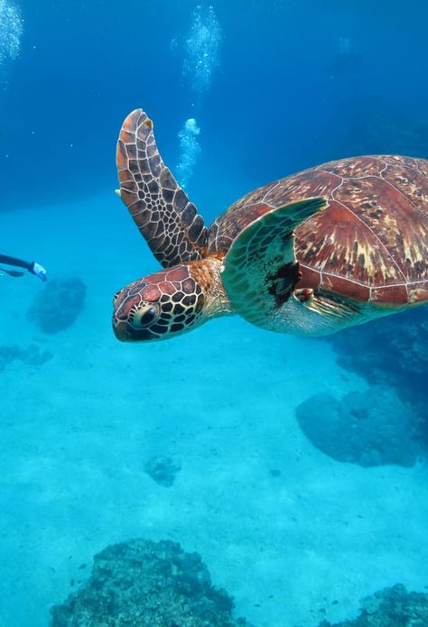 Kerama Islands, Okinawa Beach, Deer Running, Best Snorkeling, Travel Japan, Destinations Travel, Diving Equipment, Okinawa Japan, Japan Aesthetic