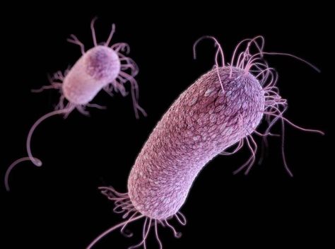 Multi drug-resistant Pseudomonas aeruginosa Science Middle School, Recruitment Ads, Pseudomonas Aeruginosa, Biology Resources, Secondary Science, Teaching Biology, Infection Control, Creepy Pictures, Science Chemistry