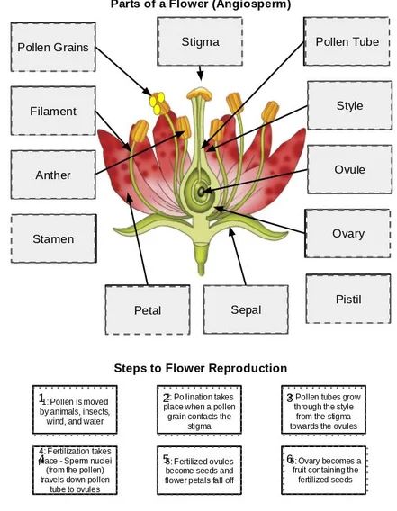 Flower Flip-Flap Activity : 4 Steps - Instructables Flower Reproductive System, Diagram Of A Flower, Parts Of Flower, Plant Cycle, Human Body Systems Projects, Body Systems Project, Plant Reproduction, Flower Reproduction, Instructional Activities