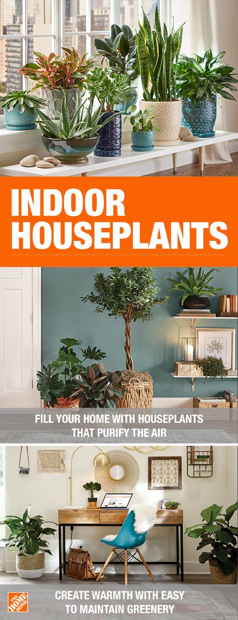 No matter what shade of green your thumb is, The Home Depot Garden Center has your back. Indoor houseplants purify the air and add personality your home decor. They are also easy to maintain, guaranteed. If your home garden and landscaping plants don't last a year, we'll replace them for free. Click to learn more about brightening your home with indoor houseplants from The Home Depot. Indoor Flowering Plants, Household Plants, Inside Plants, Best Indoor Plants, Houseplants Indoor, House Plants Decor, House Plants Indoor, Add Personality, Landscaping Plants