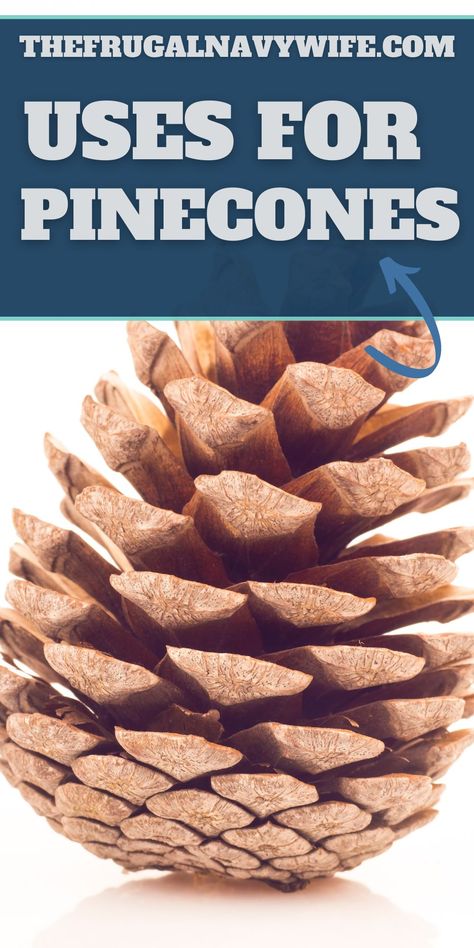 There are so many unique and creative uses for pinecones. From floral arrangements to craft projects, they can be utilized in a lot of ways. #usesfor #pinecones #frugalnavywife #crafts #decorations #frugalliving #frugaldiy | Frugal Living | Uses for Pinecones | Frugal DIY | Decorations | Crafting | Projects With Pinecones, Pinecone Uses, Craft With Pinecones, Uses For Pinecones, Giant Pine Cones Decorating Ideas, Pinecone Art For Kids, Diy Pine Cone Crafts, Large Pine Cone Crafts Ideas, Pinecone Crafts Diy