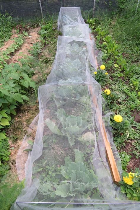 Greenhouse Vegetables, Greenhouse Frame, Garden Mesh, Bush Plant, Garden Netting, Insect Netting, Row Covers, Garden Insects, Blueberry Bushes