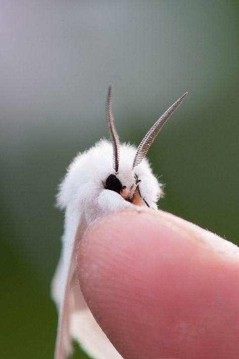 Poodle Moth, Cute Moth, Moth Art, Cool Bugs, Cute Small Animals, Beautiful Bugs, About Animals, Pretty Animals, Bugs And Insects