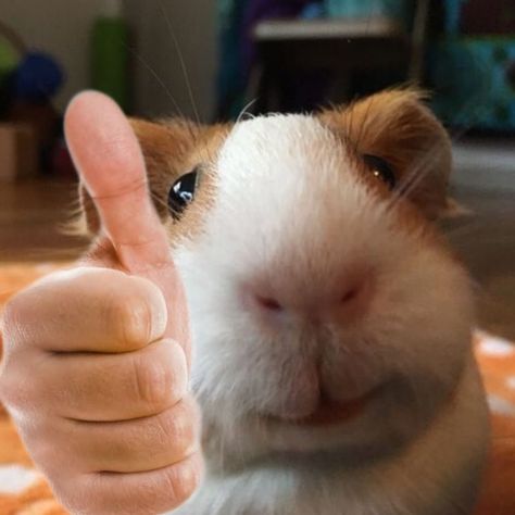 Guinea Pig