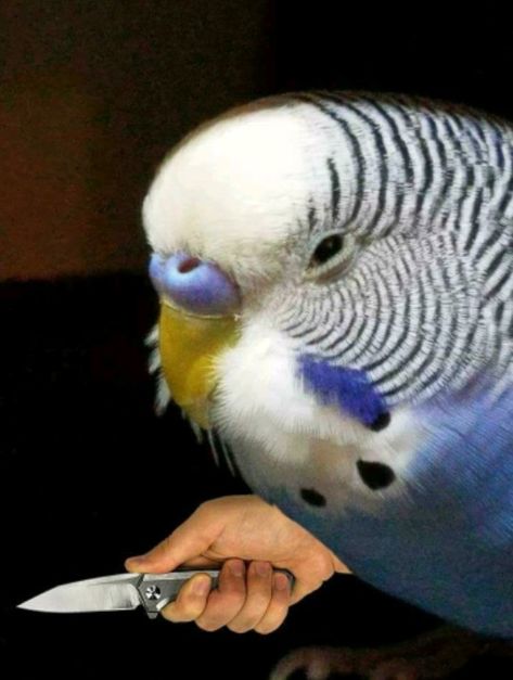 Bird #meme #funny #birb Bird Meme, Funny Parrots, Funny Birds, Cute Memes, Cute Birds, 귀여운 동물, Animal Memes, Cute Funny Animals, Funny Cute