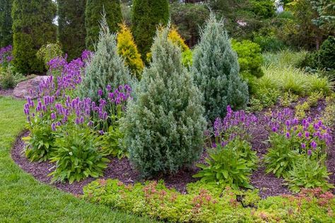 Juniperus scopulorum 'Wichita Blue' (Rocky Mountain Juniper) Rocky Mountain Juniper, Hedge Trees, Evergreen Landscape, Conifers Garden, Evergreen Hedge, Garden Hedges, Evergreen Garden, Front Garden Landscape, Privacy Landscaping