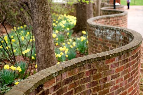 The Serpentine Wall runs along the outside of The Lawn at the University of Virginia.  It was designed by Thomas Jefferson who founded The University Ribbon Wall, Growing Fruit Trees, Poetry Foundation, British Garden, Walled Garden, Education Architecture, University Of Virginia, Thomas Jefferson, Dutch Design