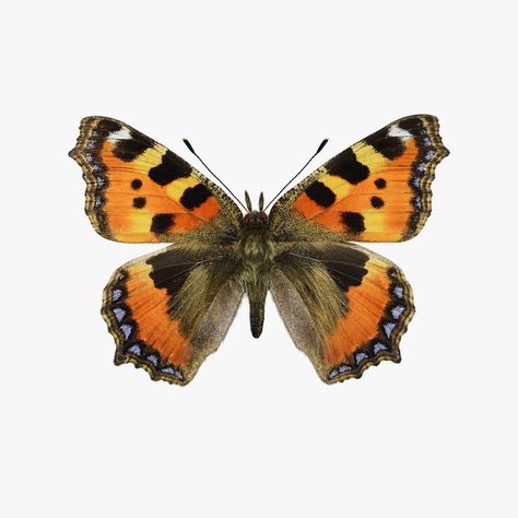 Tortoiseshell butterfly // Nässelfjäril 👉🏽 www.liljebergs.nu Tortoiseshell Butterfly, Bee Art, Tortoise Shell, Mother Nature, Moth, Insects, Bee, Tattoos, Animals