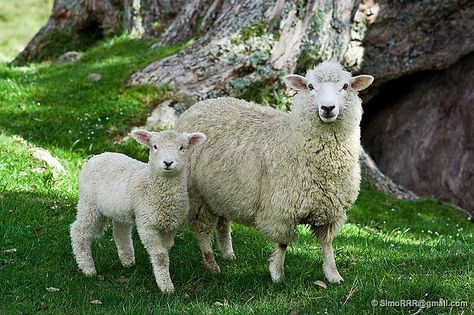 by SimoRRR on flickr #sheep Counting Sheep, Happy End, Sheep Farm, Sheep And Lamb, Oita, The Shepherd, Back To Nature, Farm Yard, Part 4