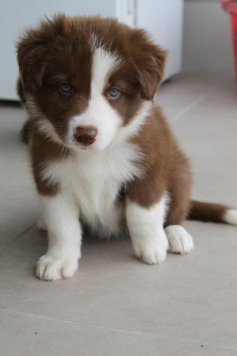 <3 brown collie - RUSTYK Breader Prefix Emerald via @KaufmannsPuppy Border Collie Training, Aussie Puppies, Brown Puppies, Collie Puppies, Labrador Retriever Puppies, Border Collie Dog, Border Collies, Collie Dog, Brown Dog